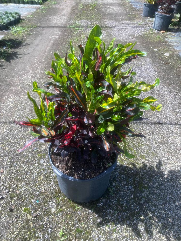 codiaeum-variegatum-mammey-croton