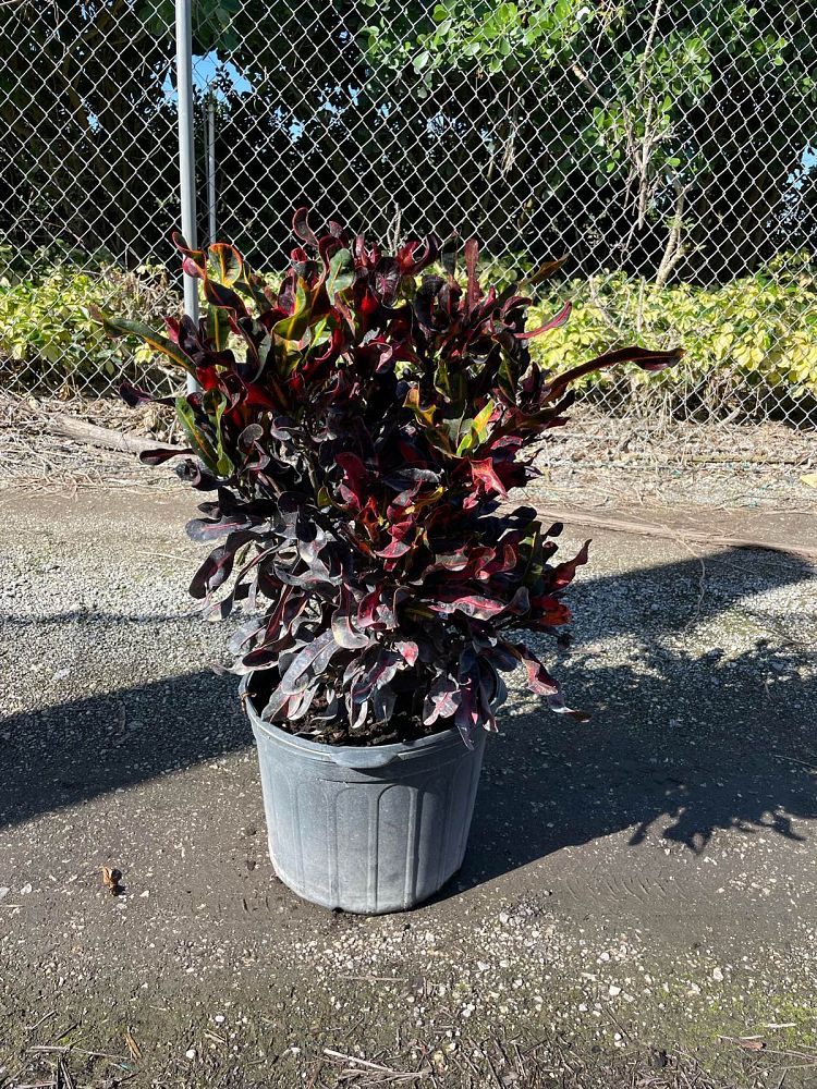 codiaeum-variegatum-mammey-croton