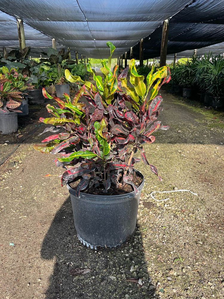 codiaeum-variegatum-mammey-croton