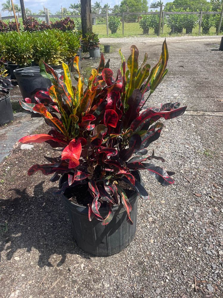 codiaeum-variegatum-mammey-croton