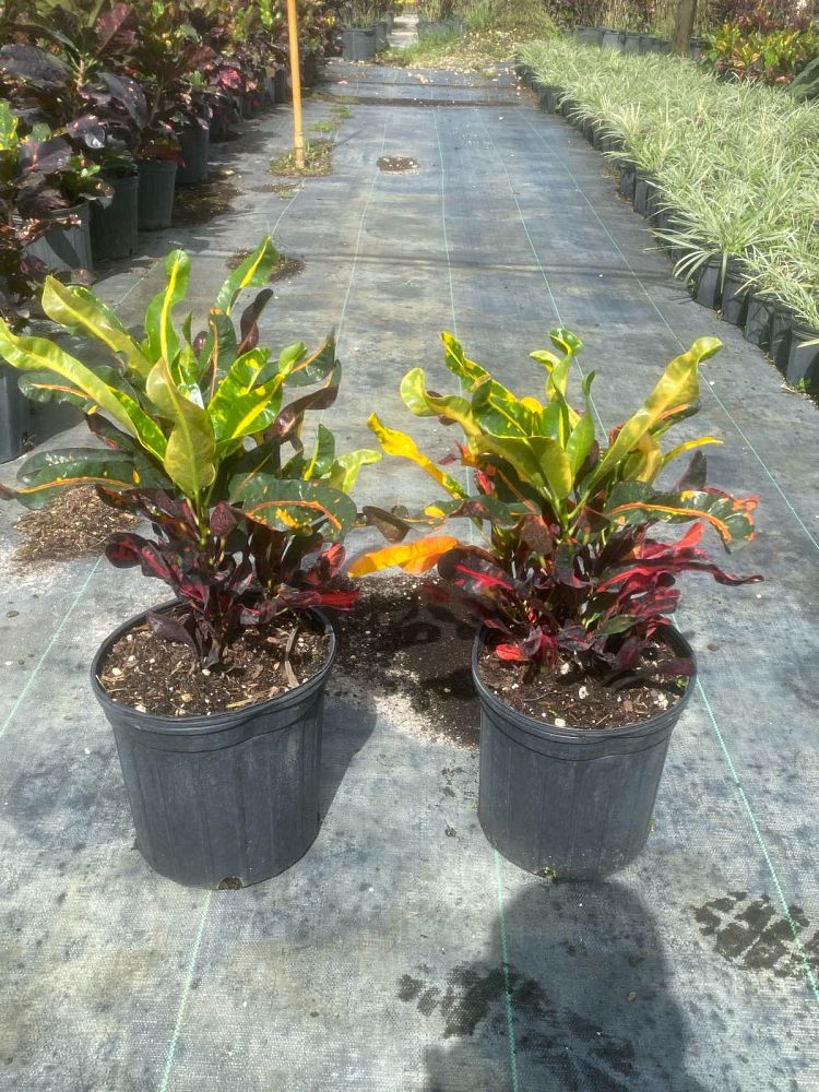 codiaeum-variegatum-mammey-croton