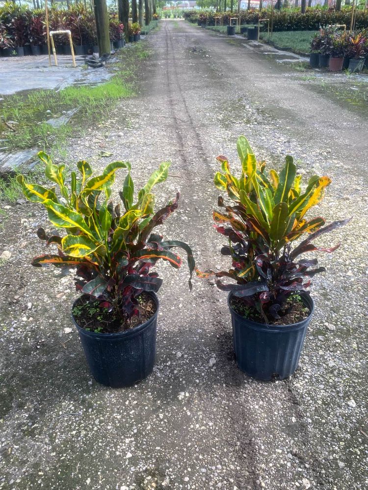 codiaeum-variegatum-mammey-croton