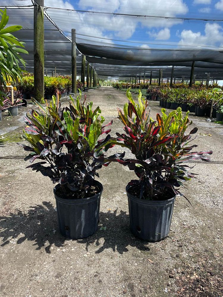 codiaeum-variegatum-mammey-croton