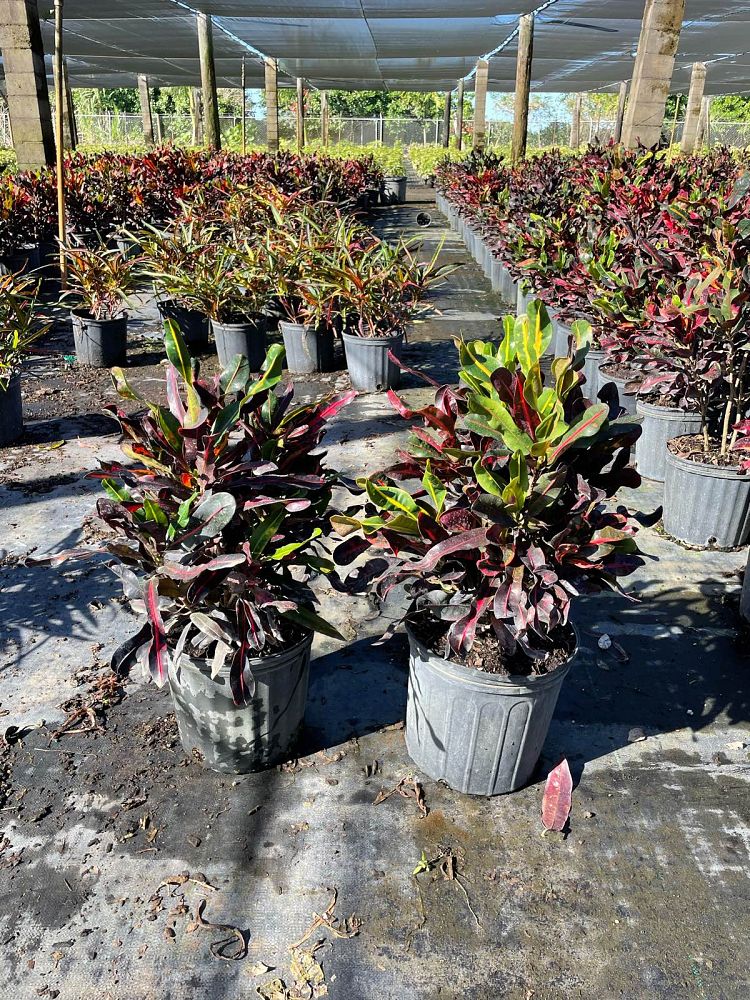 codiaeum-variegatum-mammey-croton