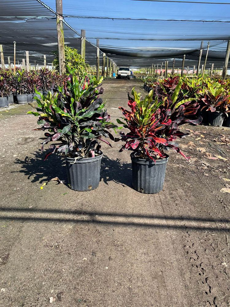 codiaeum-variegatum-mammey-croton