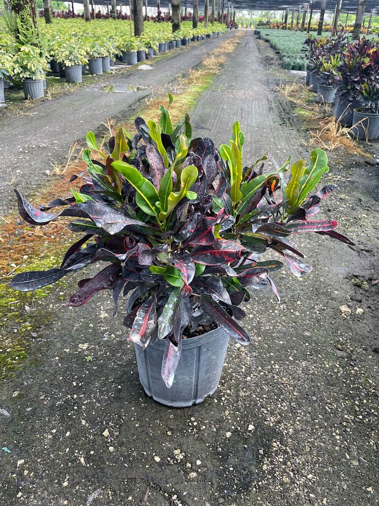 codiaeum-variegatum-mammey-croton