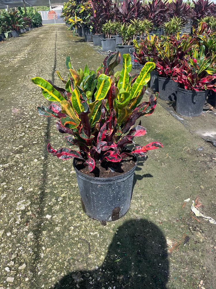 codiaeum-variegatum-mammey-croton