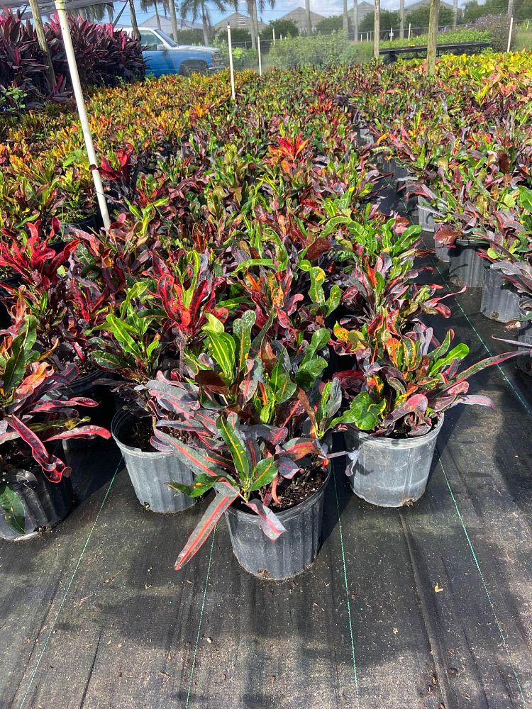codiaeum-variegatum-mammey-croton