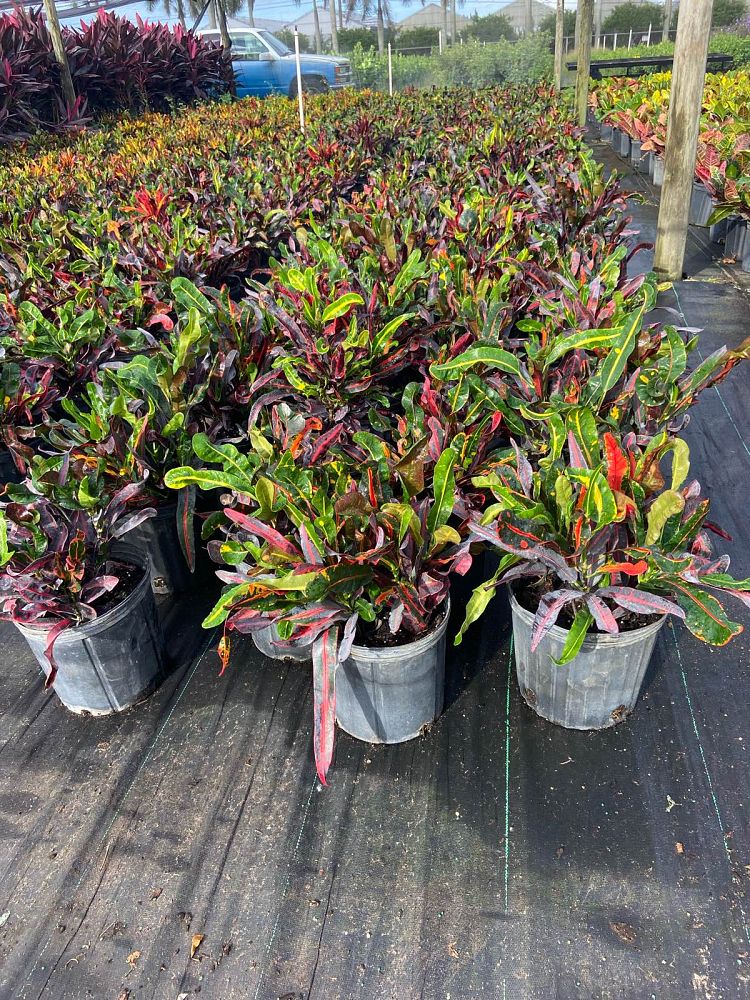 codiaeum-variegatum-mammey-croton