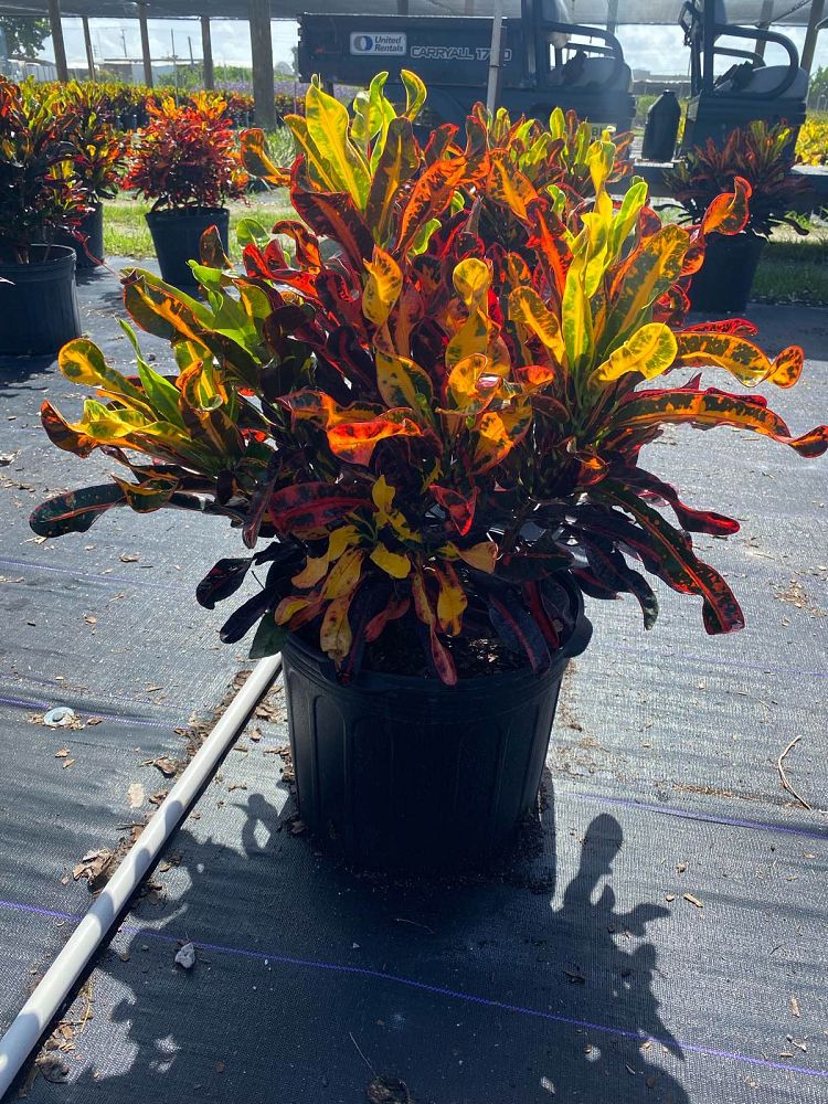 codiaeum-variegatum-mammey-croton