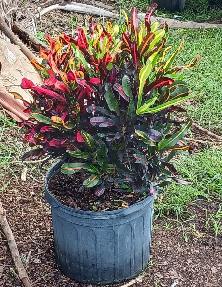 codiaeum-variegatum-mammey-croton