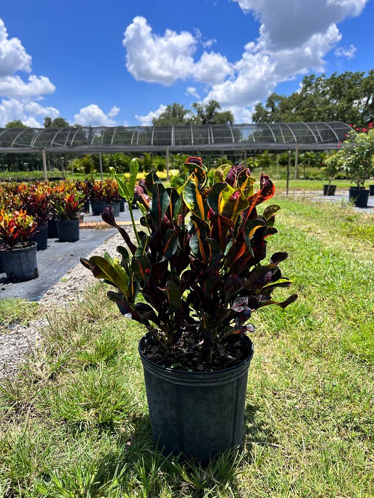 codiaeum-variegatum-mammey-croton