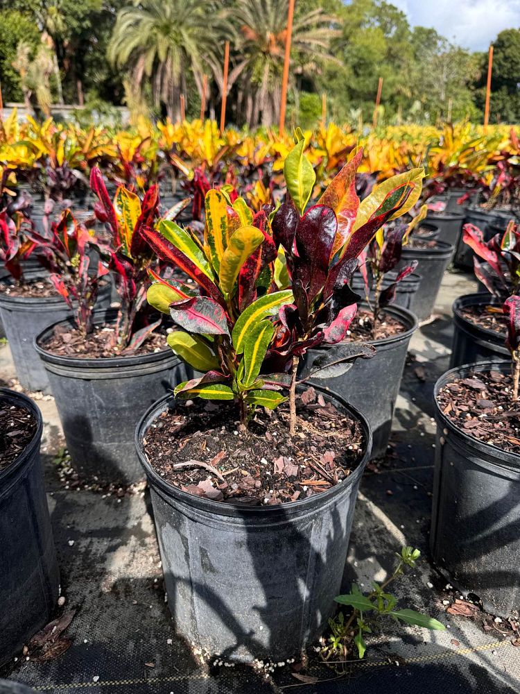 codiaeum-variegatum-mammey-croton