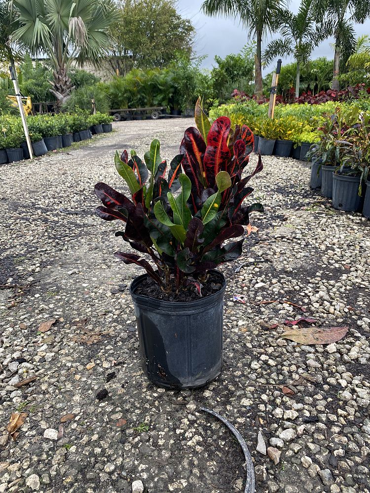 codiaeum-variegatum-mammey-croton