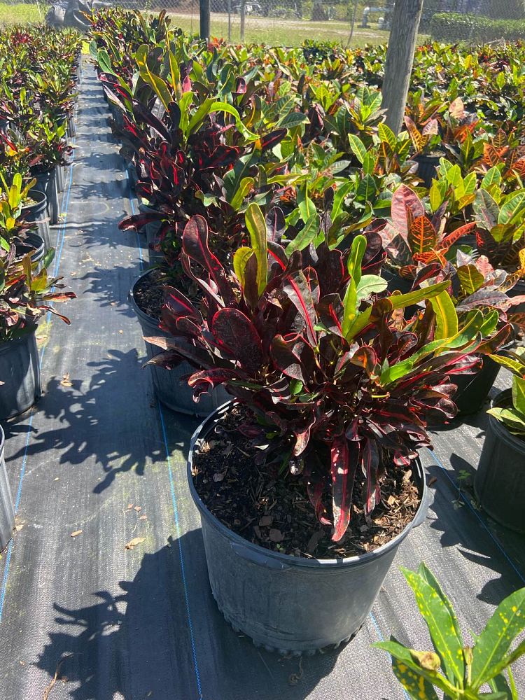 codiaeum-variegatum-mammey-croton