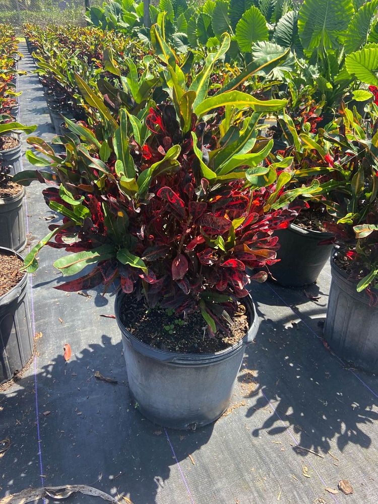 codiaeum-variegatum-mammey-croton