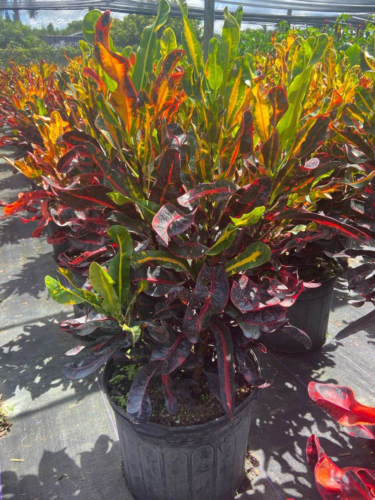 codiaeum-variegatum-mammey-croton