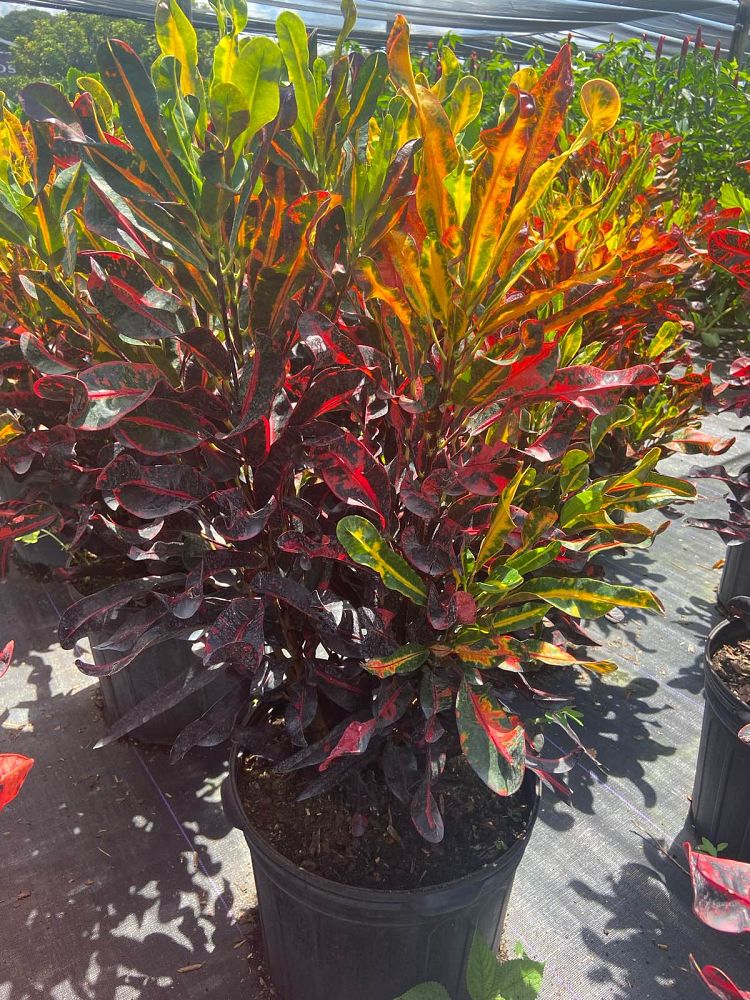 codiaeum-variegatum-mammey-croton