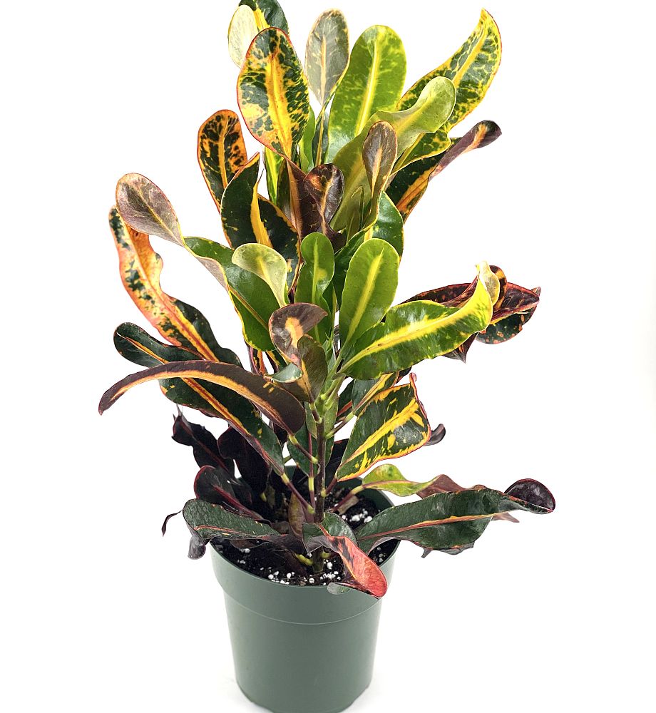 codiaeum-variegatum-mammey-croton