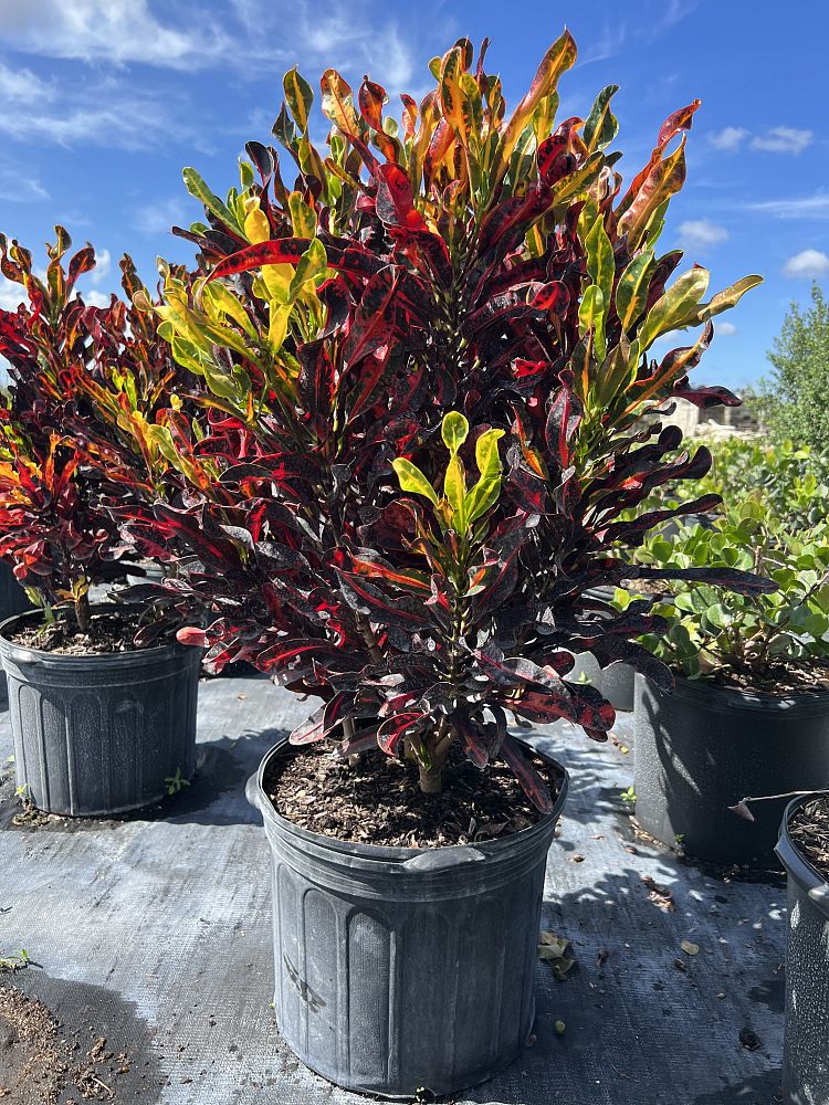 codiaeum-variegatum-mammey-croton
