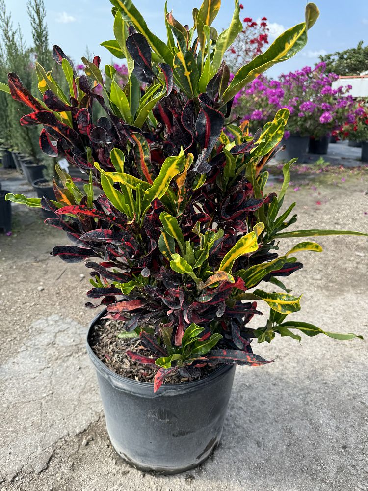 codiaeum-variegatum-mammey-croton