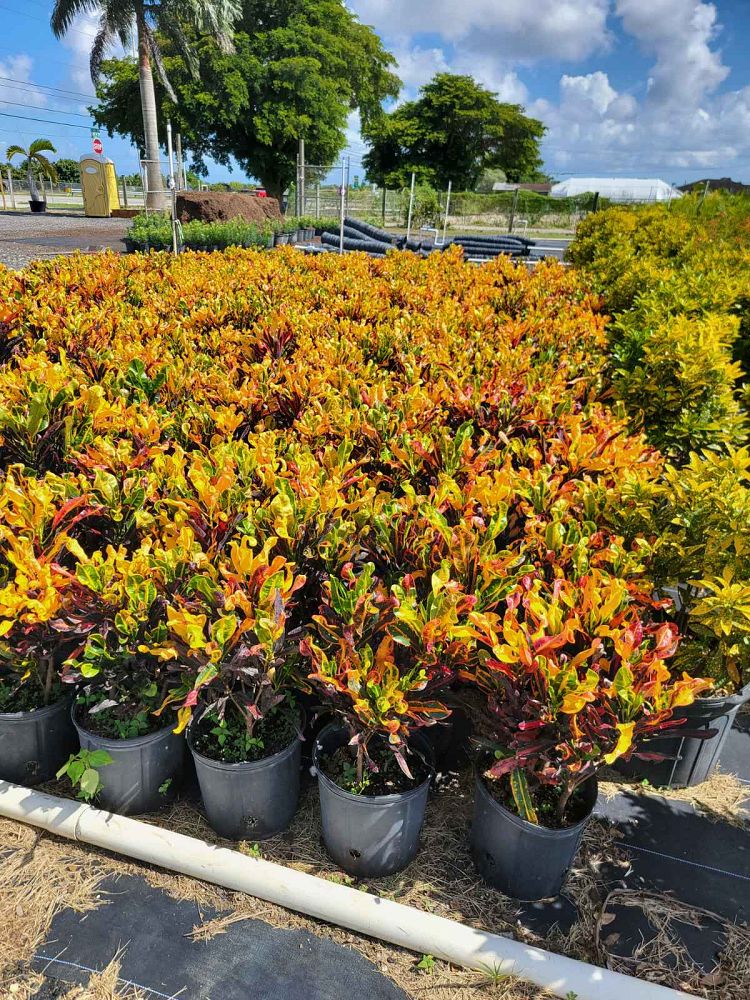 codiaeum-variegatum-mammey-croton