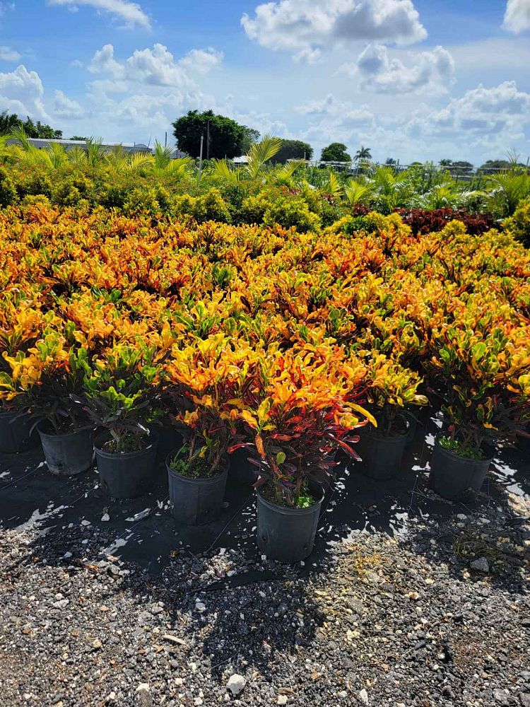 codiaeum-variegatum-mammey-croton