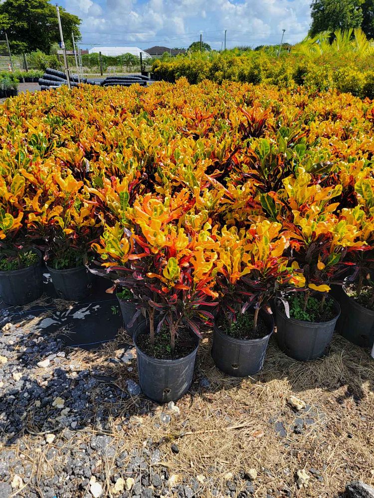 codiaeum-variegatum-mammey-croton