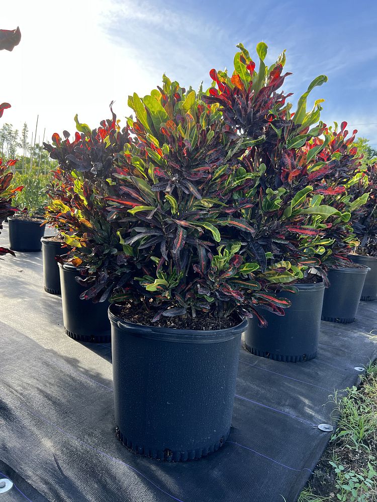 codiaeum-variegatum-mammey-croton