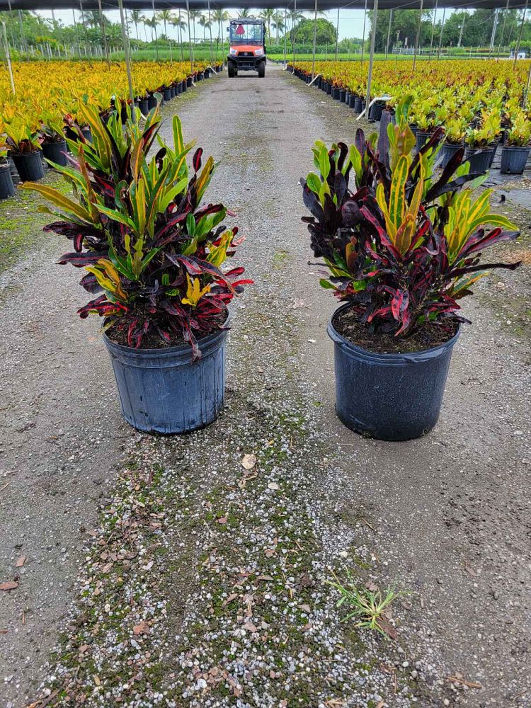codiaeum-variegatum-mammey-croton