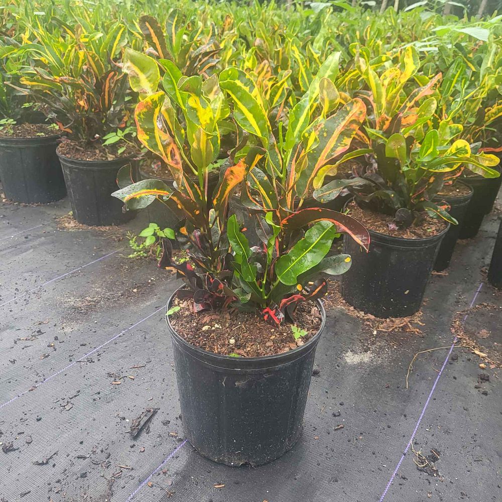 codiaeum-variegatum-mammey-croton
