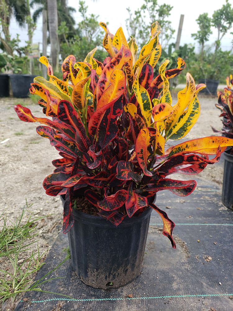 codiaeum-variegatum-mammey-croton