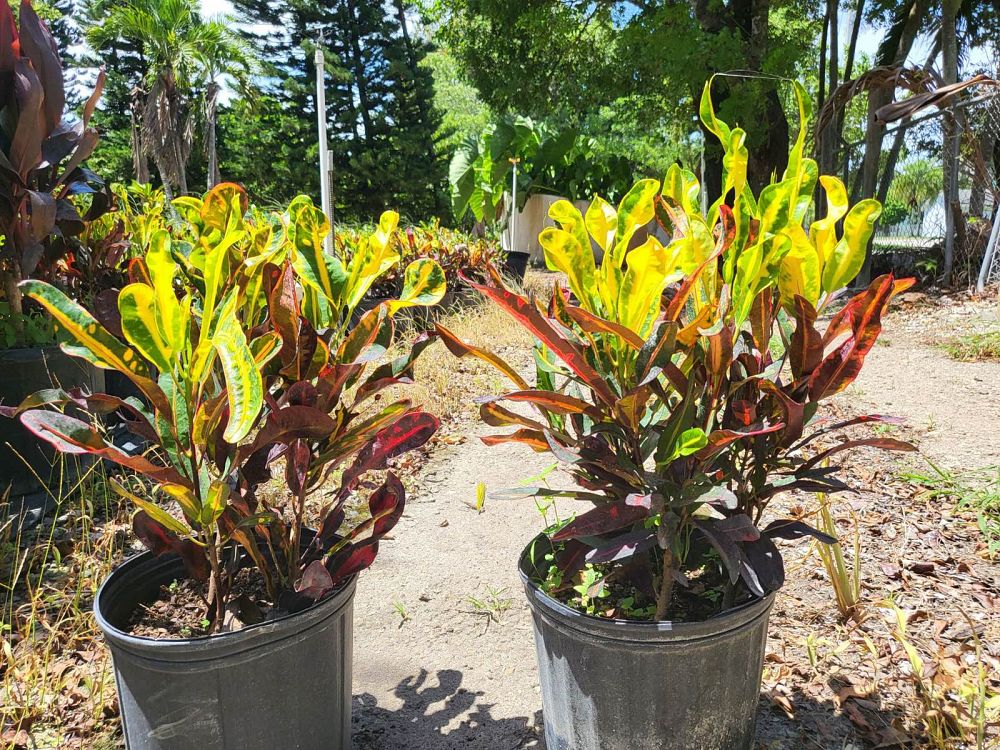 codiaeum-variegatum-mammey-croton
