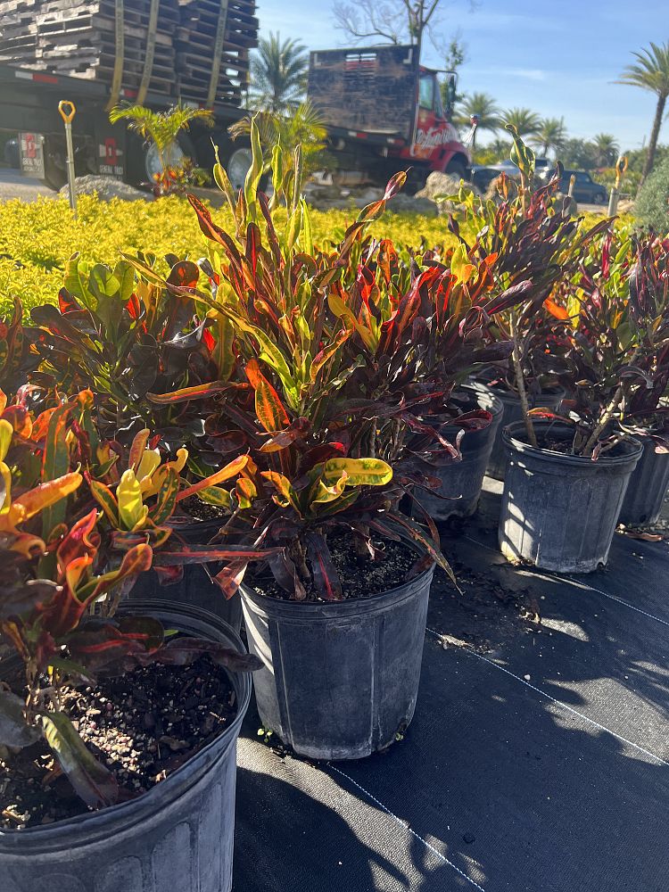 codiaeum-variegatum-mammey-croton