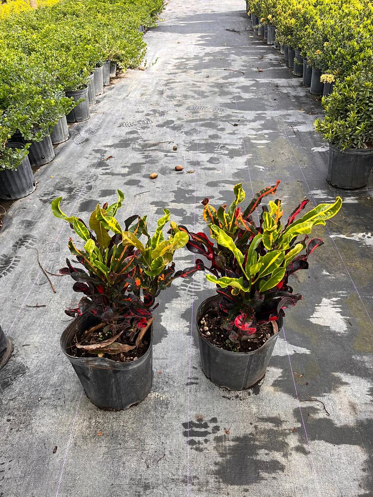 codiaeum-variegatum-mammey-croton