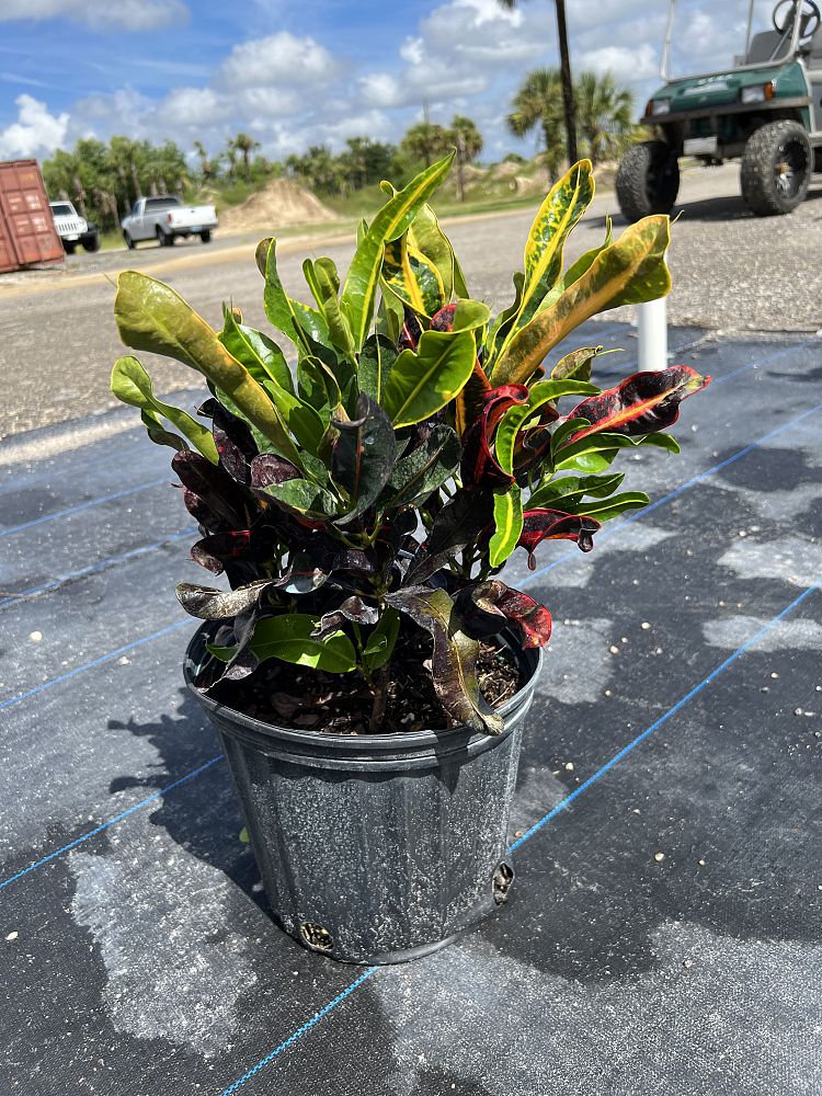 codiaeum-variegatum-mammey-croton