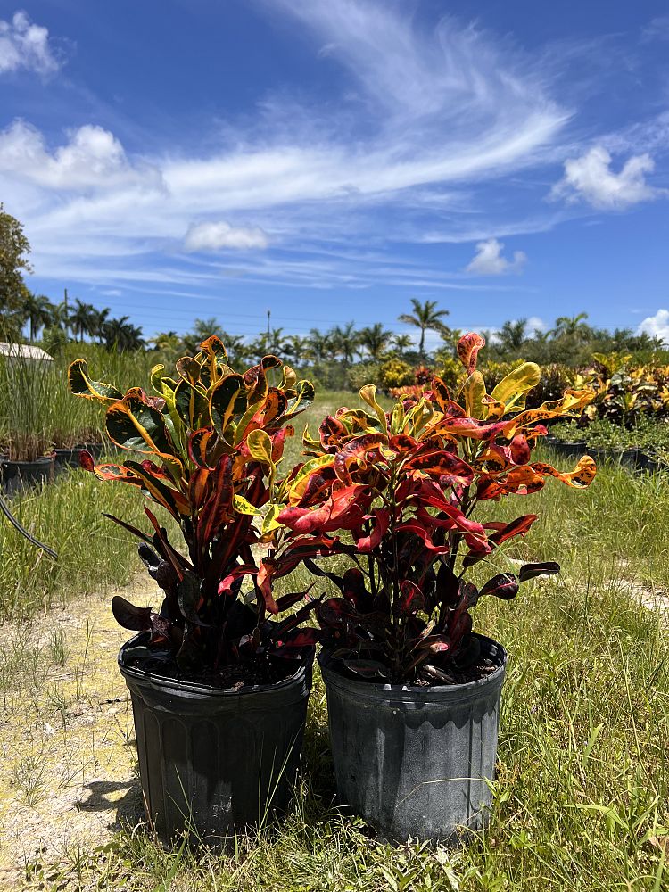 codiaeum-variegatum-mammey-croton