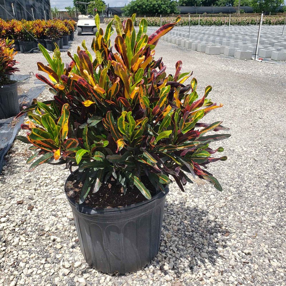 codiaeum-variegatum-mammey-croton