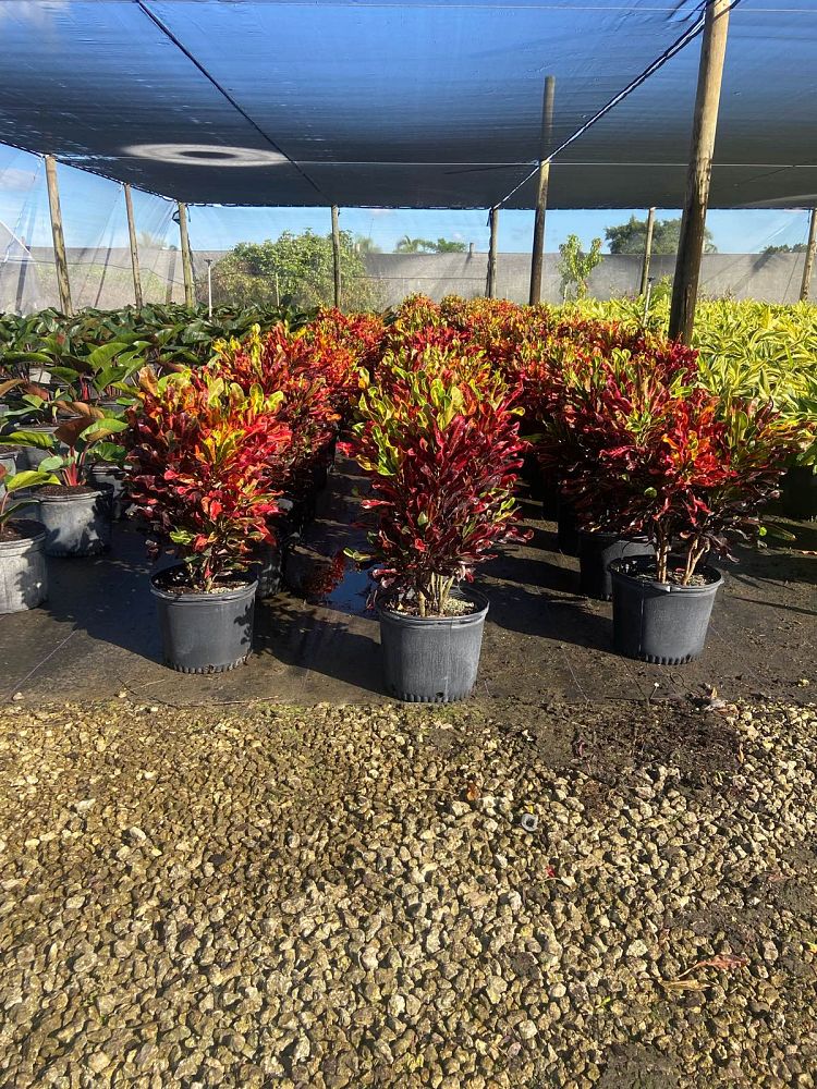 codiaeum-variegatum-mammey-croton