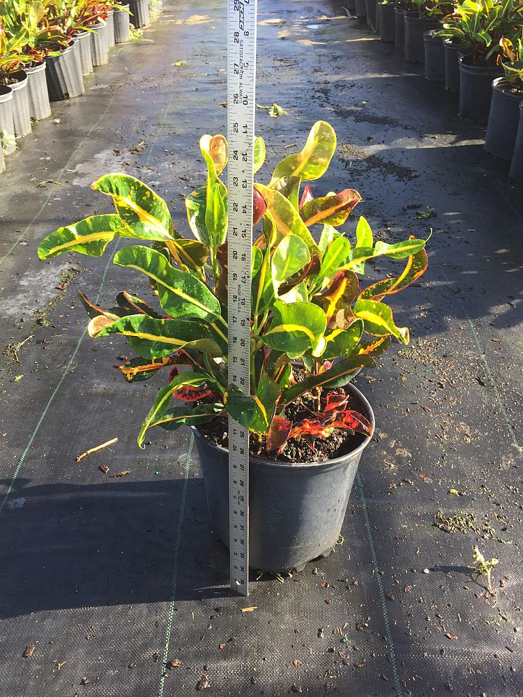 codiaeum-variegatum-mammey-croton