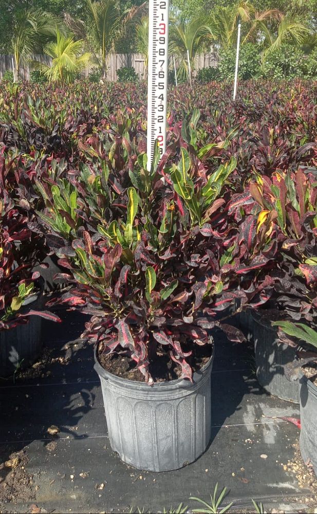 codiaeum-variegatum-mammey-croton