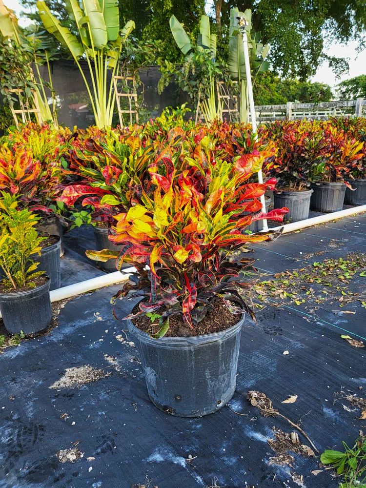 codiaeum-variegatum-mammey-croton