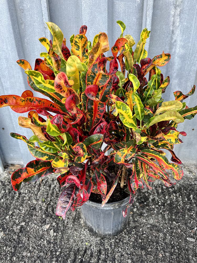 codiaeum-variegatum-mammey-croton