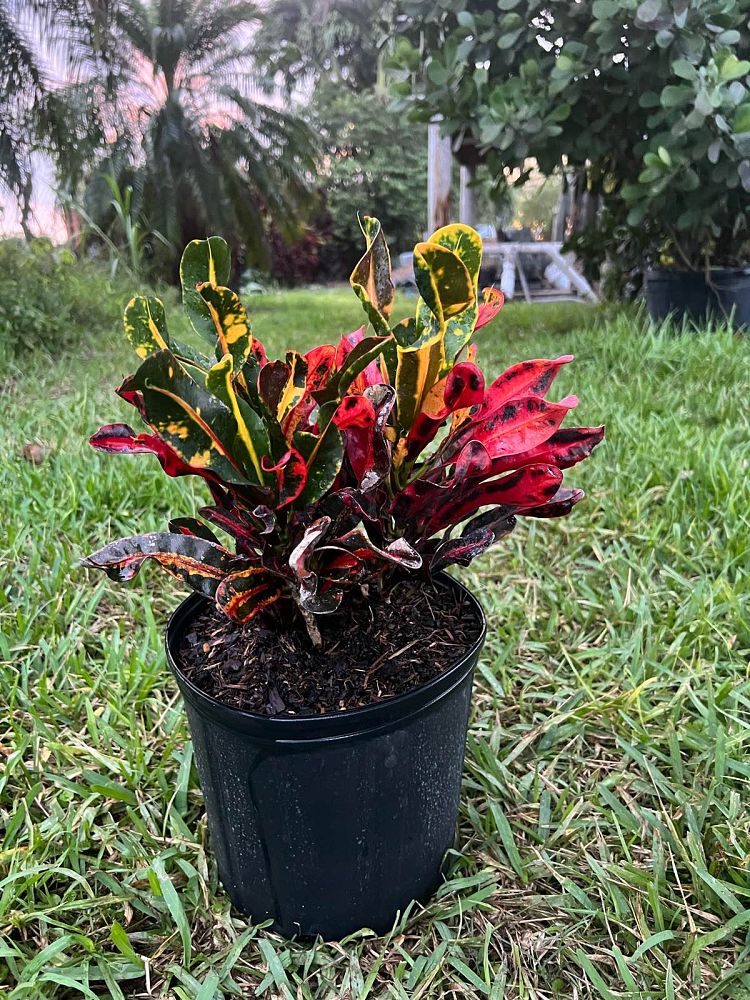codiaeum-variegatum-mammey-croton