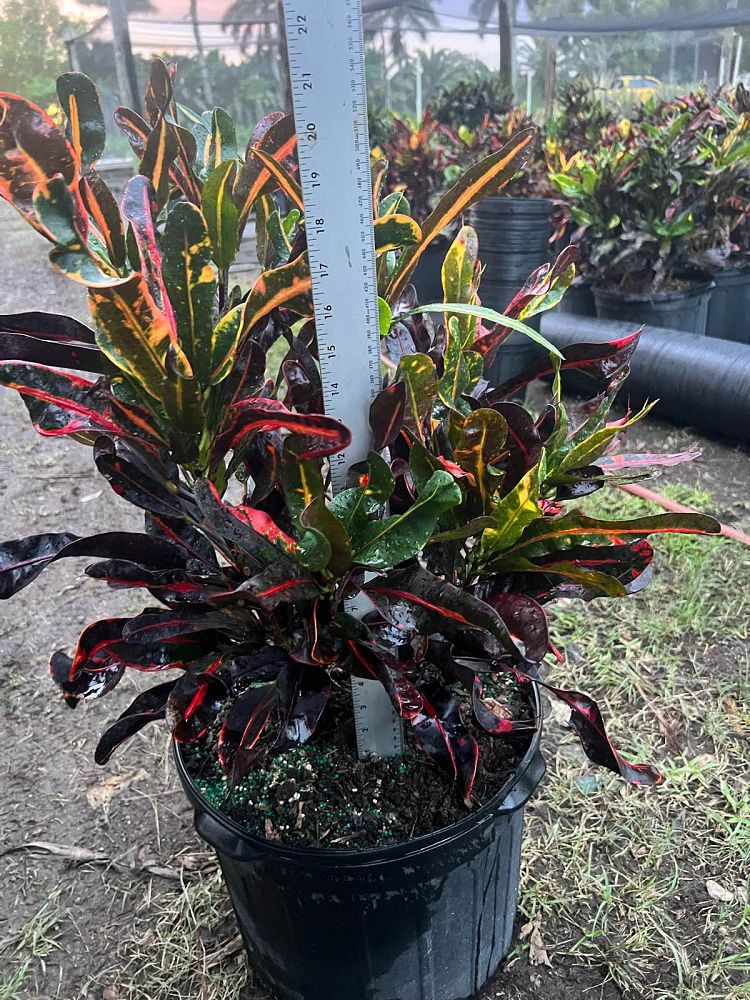 codiaeum-variegatum-mammey-croton