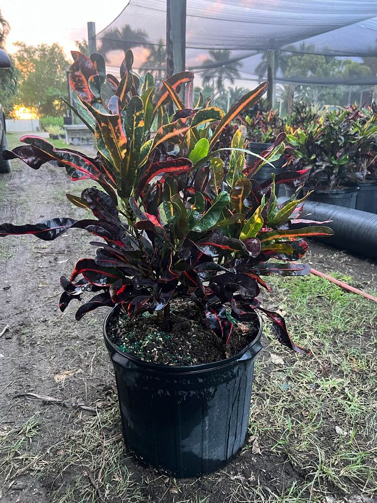 codiaeum-variegatum-mammey-croton