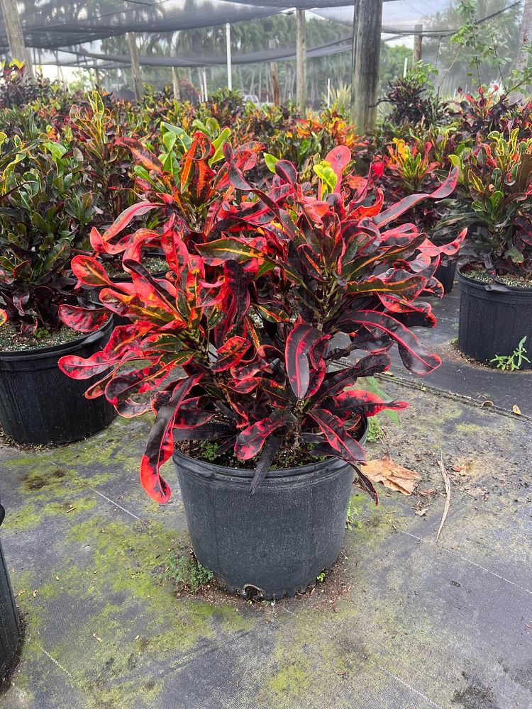 codiaeum-variegatum-mammey-croton