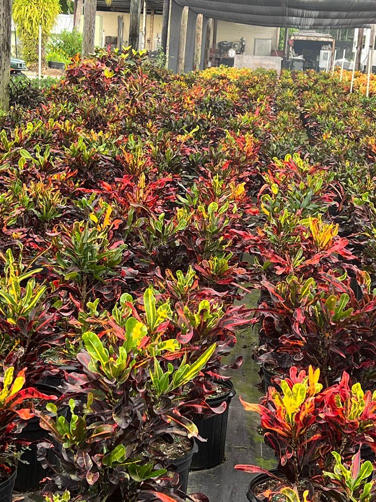 codiaeum-variegatum-mammey-croton