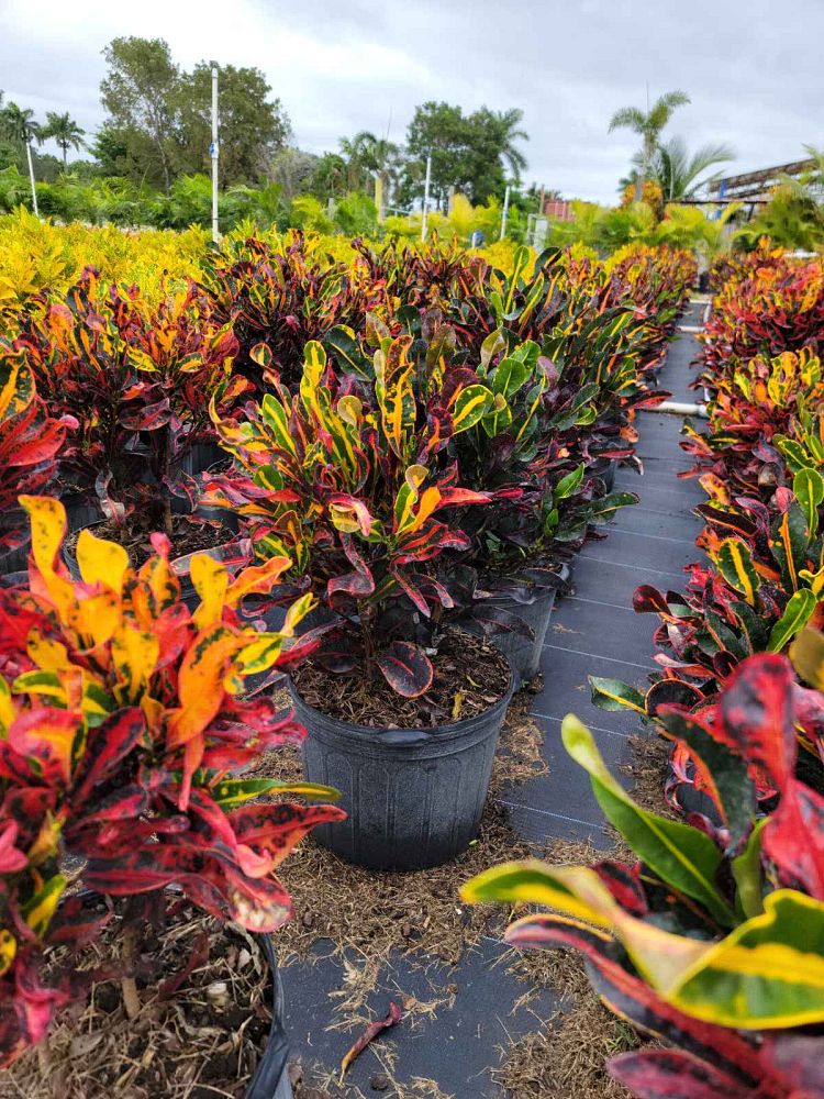 codiaeum-variegatum-mammey-croton