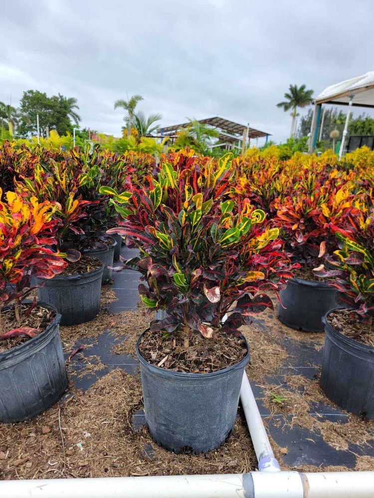 codiaeum-variegatum-mammey-croton
